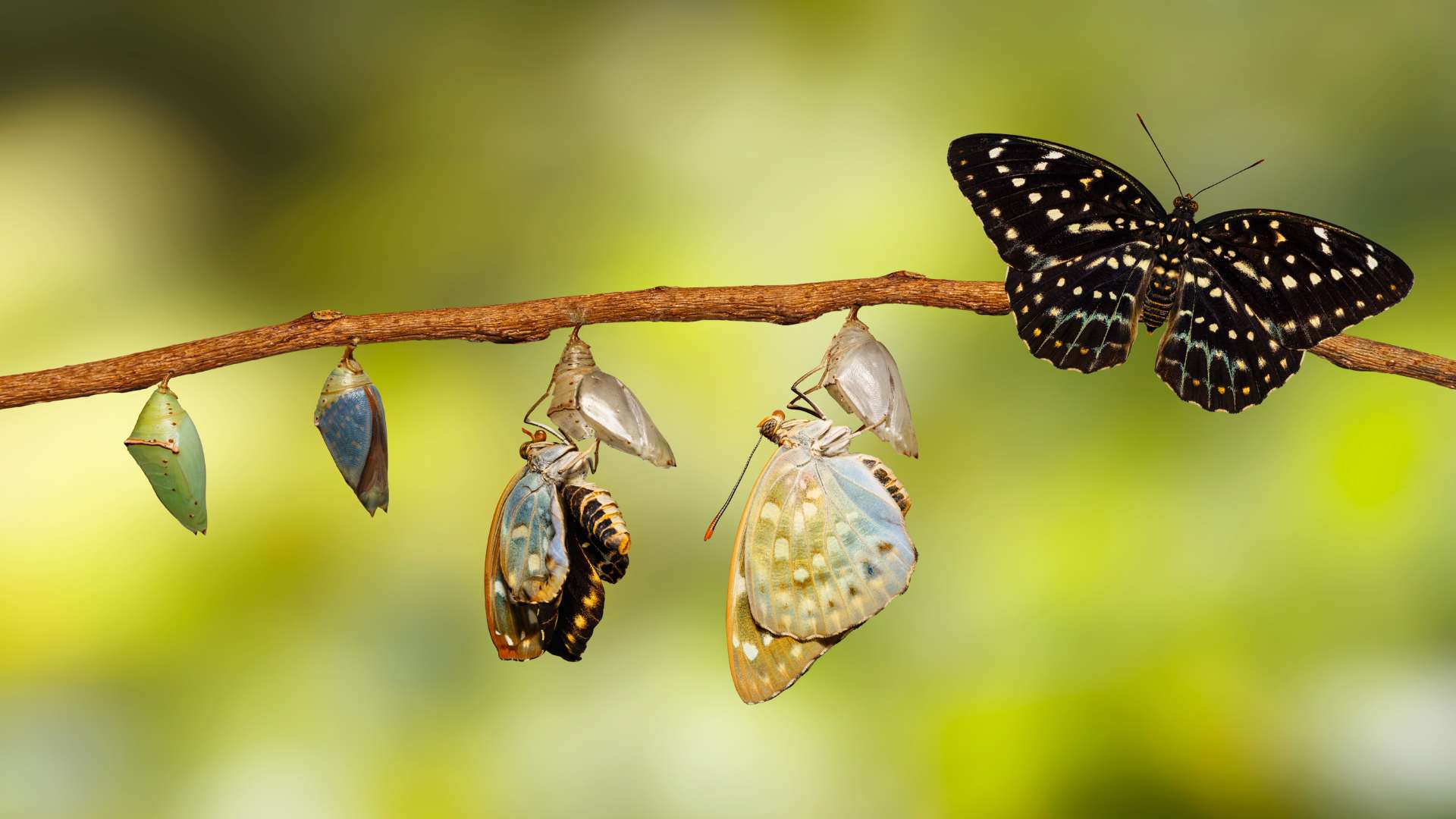Transformation: Metamorphose vom Kokon zum Schmetterling