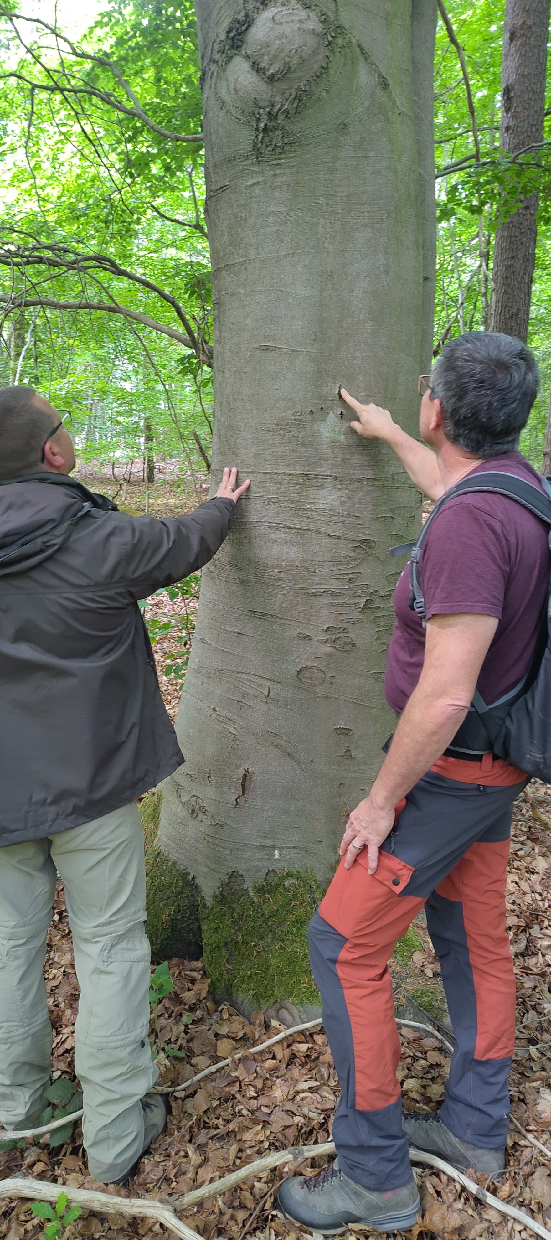 Perspektivwechsel an einem Baum im Wald