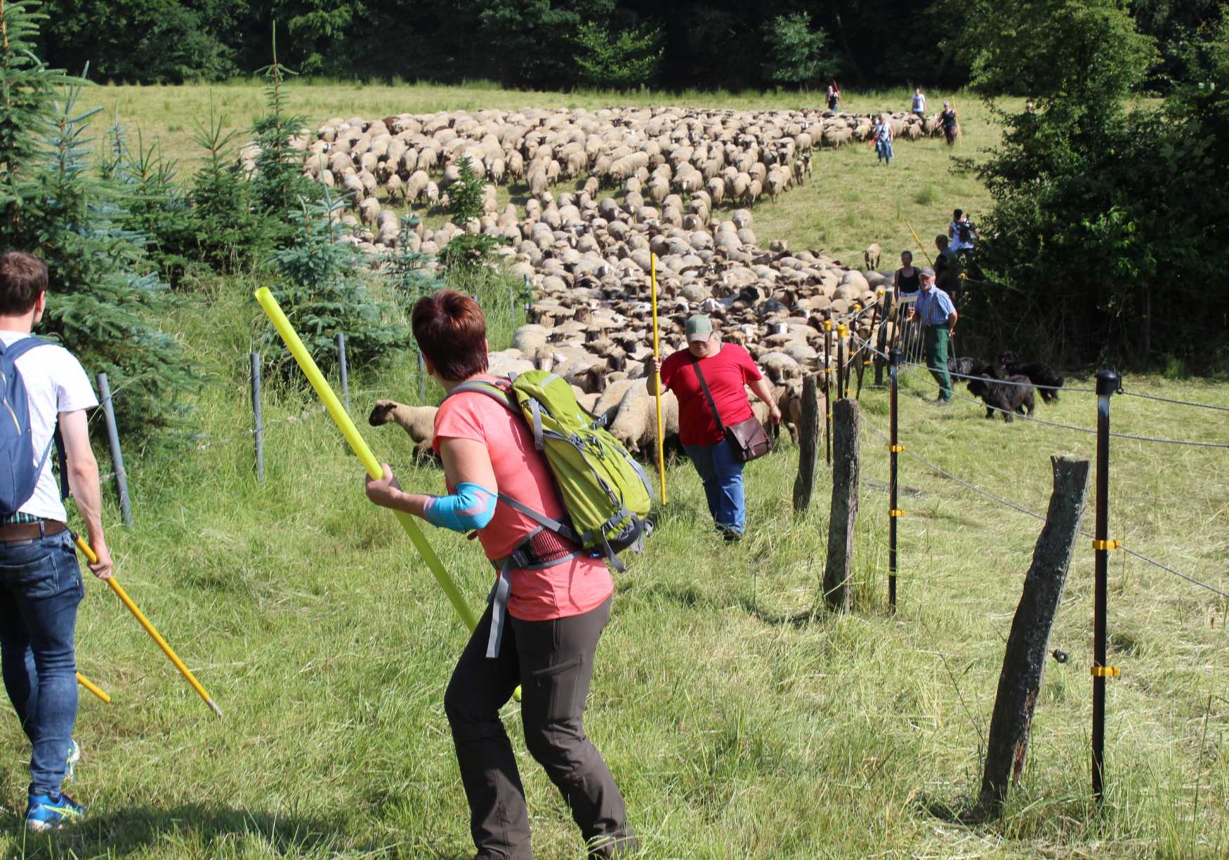 Schafe hüten Teambuilding
