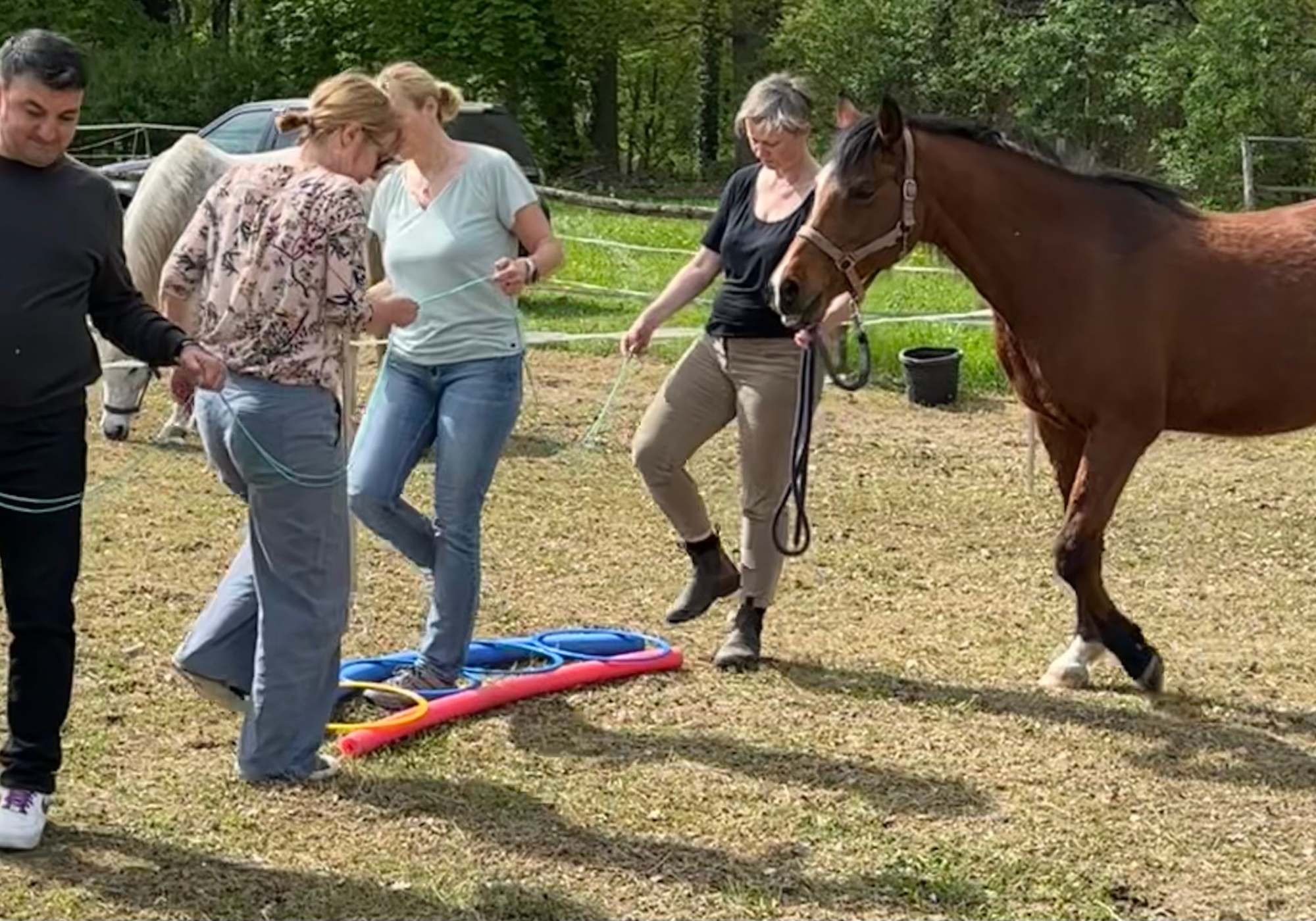 Teambuilding mit Pferden - Pferdegestütztes Teambuilding + Team-Coaching