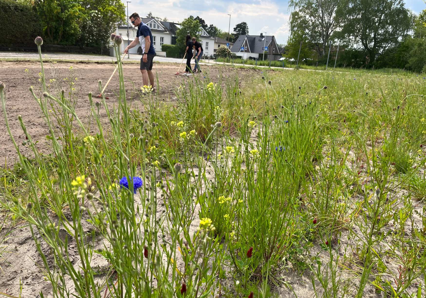 Teambuilding Nachhaltigkeit Blumenwiese