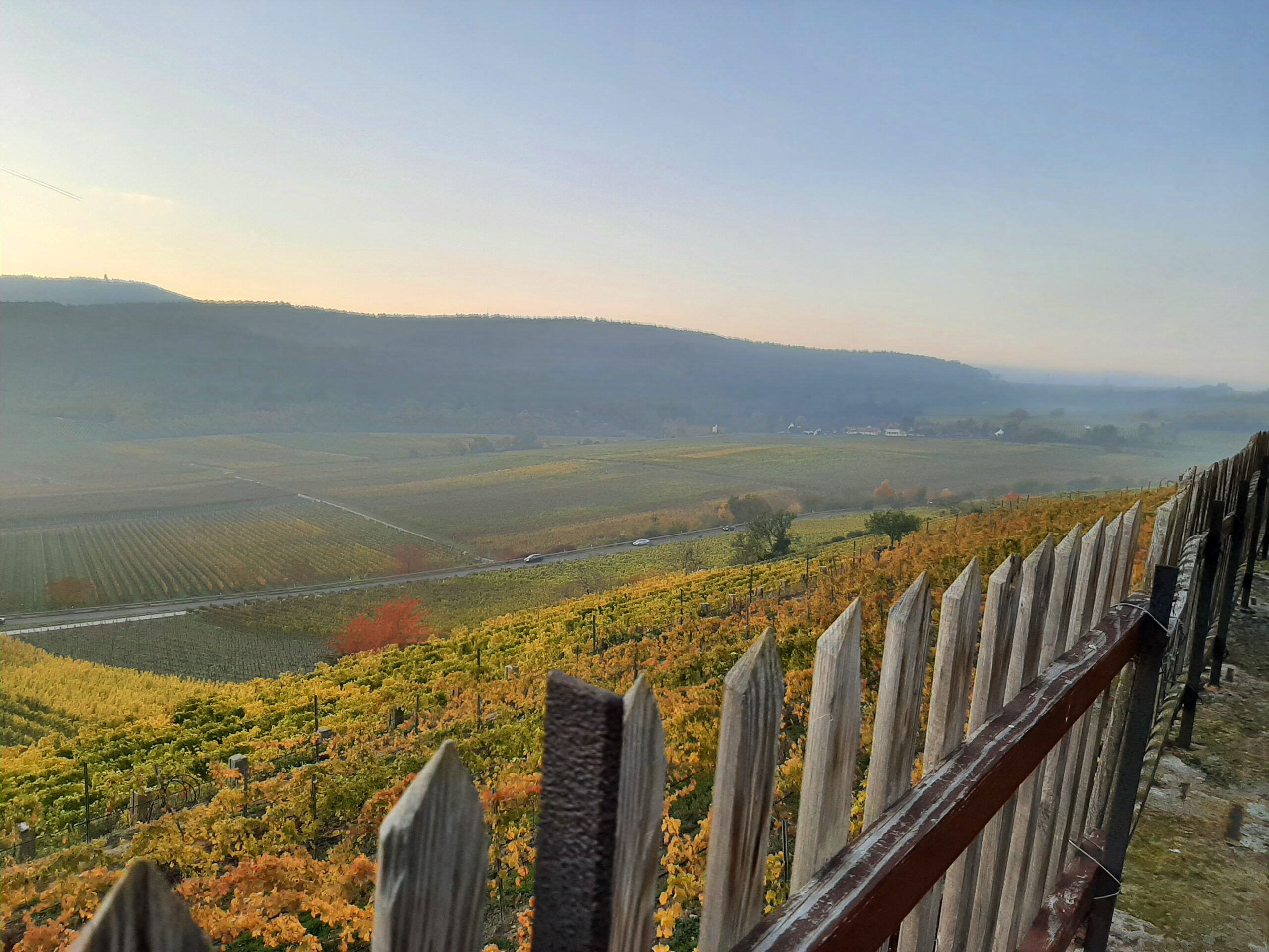Weinwanderung als Teambuilding