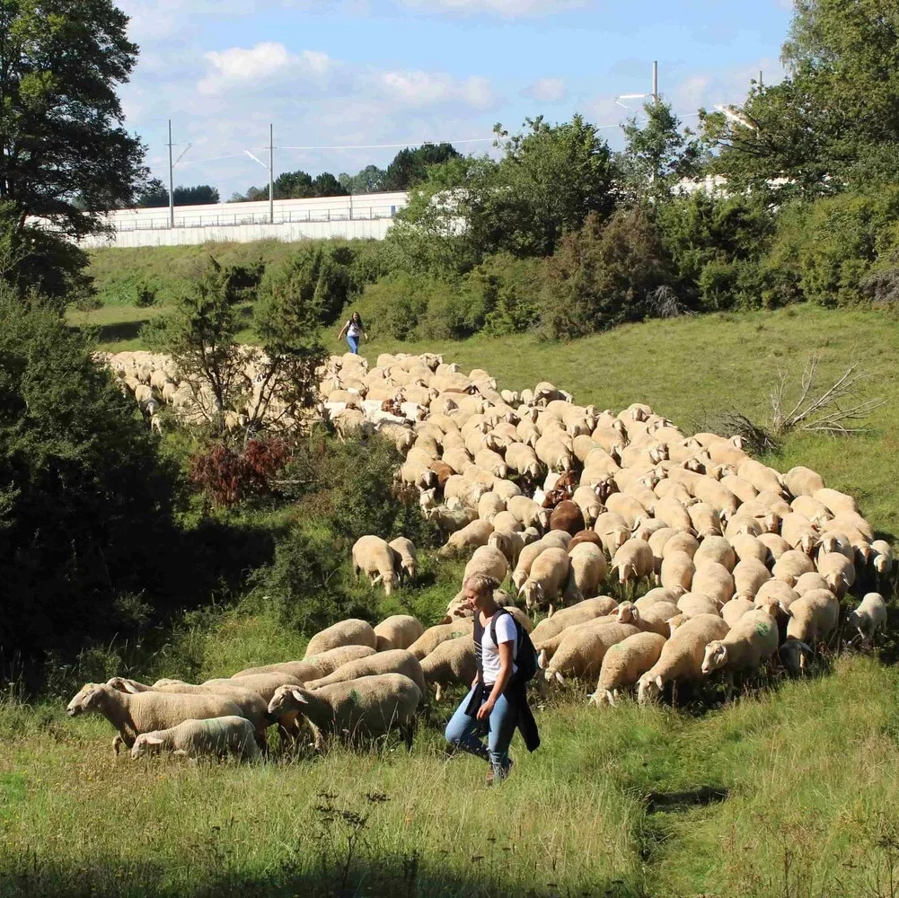 Teambuilding Maßnahme Schafe hüten