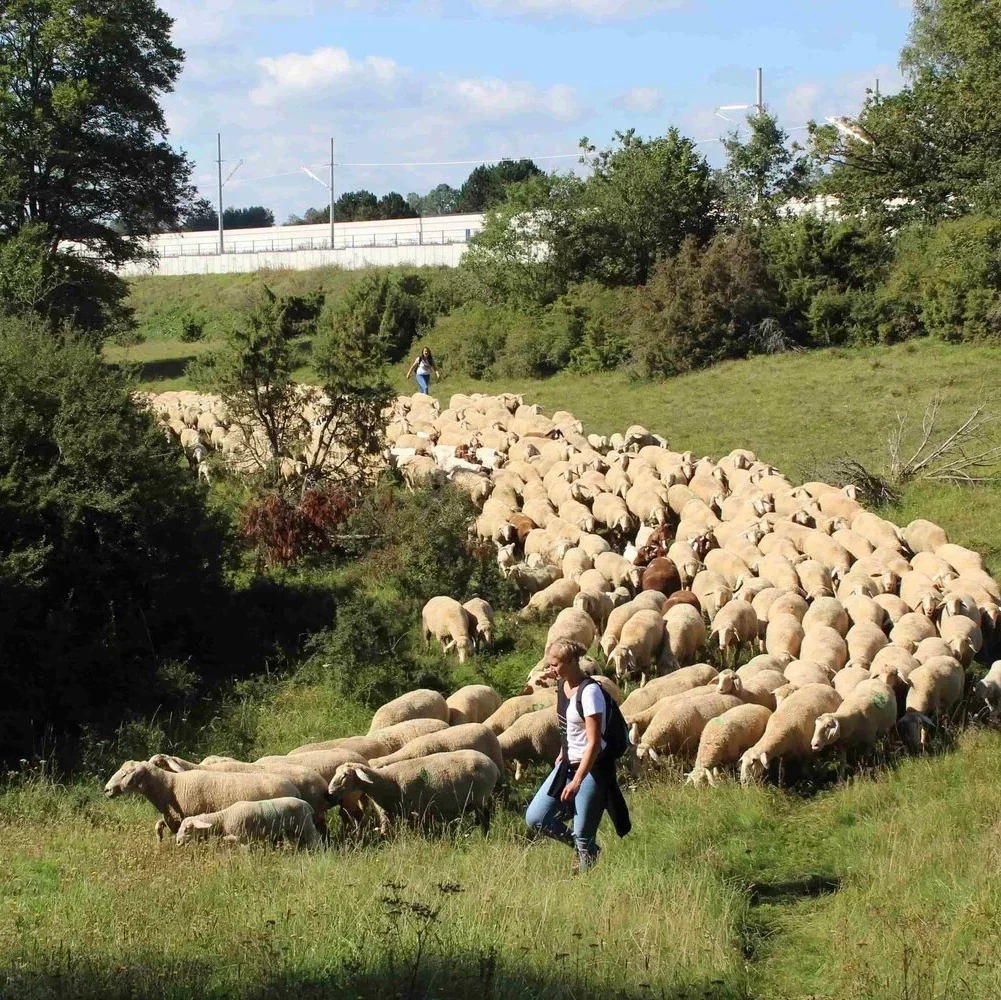 Outdoor Spiele Teambuilding Schafe hüten